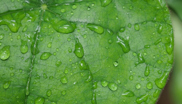 Hoja verde con gotas de agua