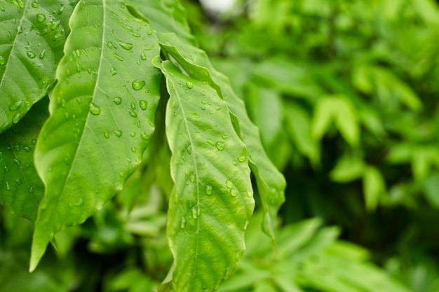 Hoja verde con gotas de agua