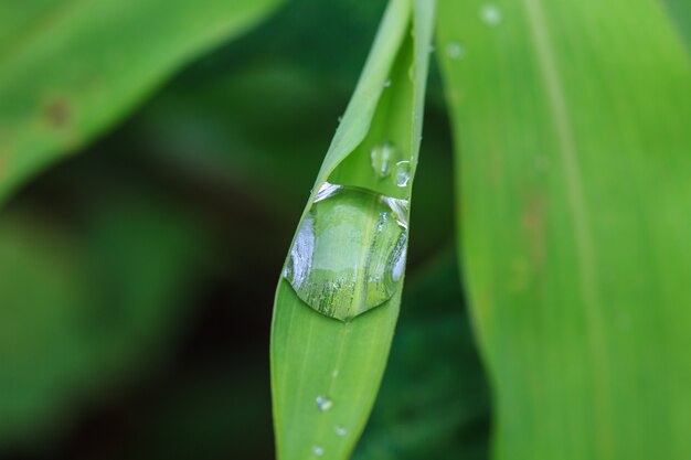 hoja verde con gotas de agua