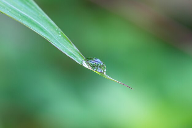 Foto hoja verde con gotas de agua
