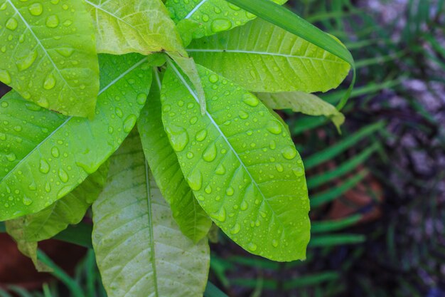 Hoja verde con gotas de agua.