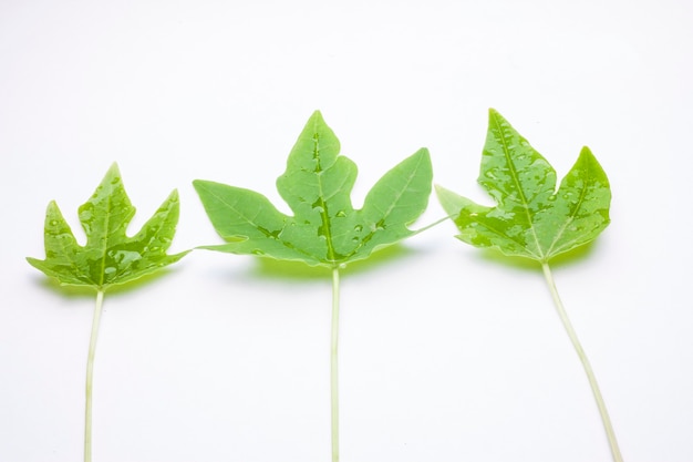 Hoja verde con gotas de agua