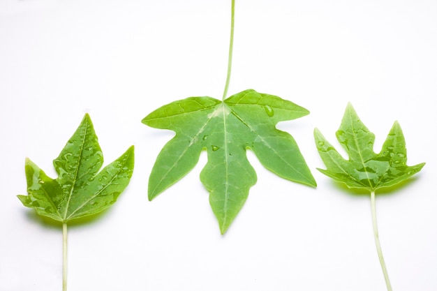 Hoja verde con gotas de agua