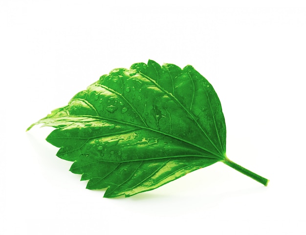 Hoja verde con gotas de agua