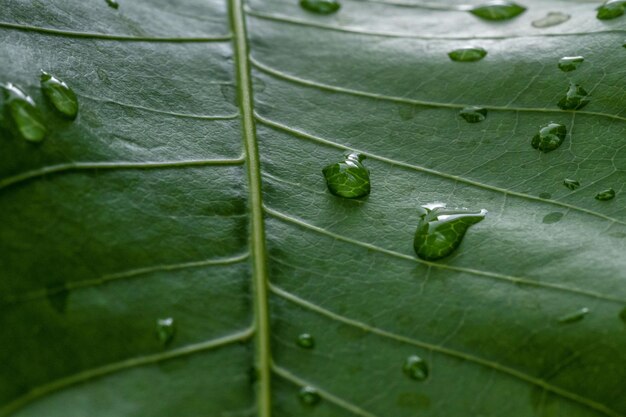 Una hoja verde con gotas de agua