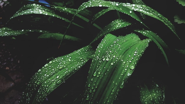 Hoja verde con gotas de agua