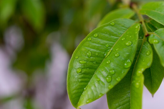 Hoja verde con gotas de lluvia y fondo borroso