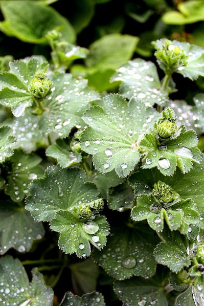 Hoja verde gotas lluvia verano