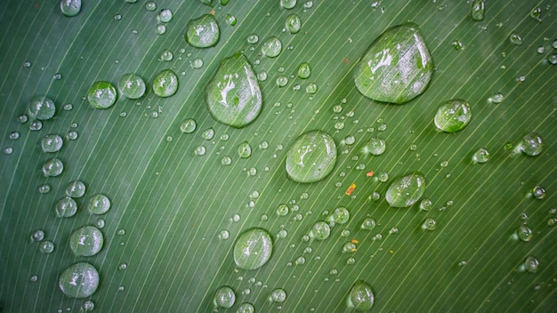 Hoja verde con gotas de lluvia