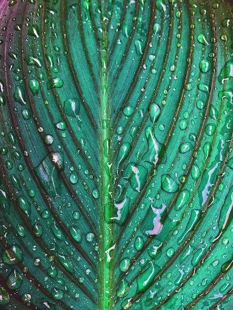 Hoja verde con gotas de lluvia