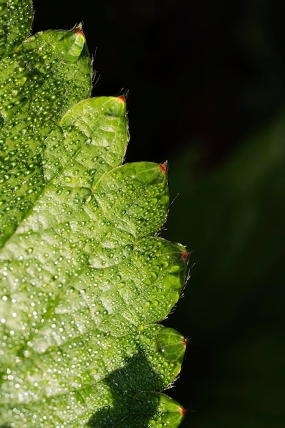 Hoja verde con gotas de rocío temprano en la mañana