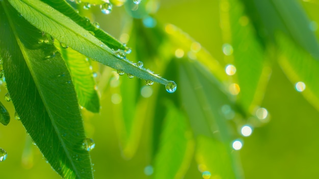 Hoja verde con gotas de rocío