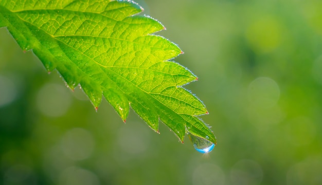 Hoja verde con gotas de rocío