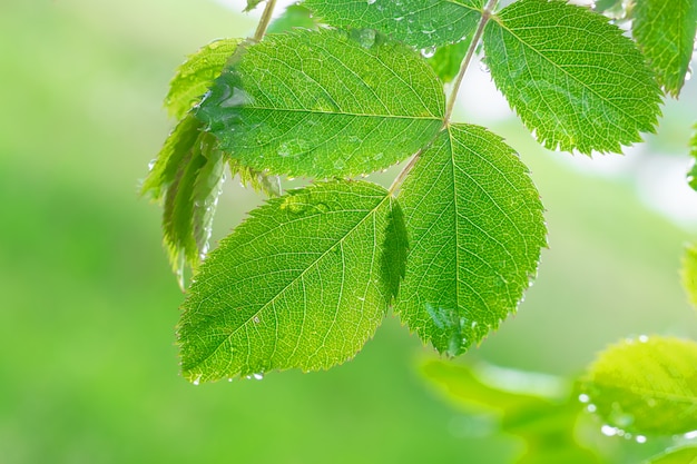 Hoja verde con gotas de rocío