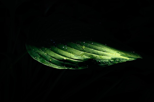 Hoja verde con gotas de rocío