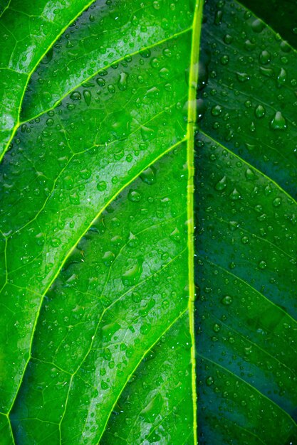 Hoja verde grande con primer plano de gotas de agua