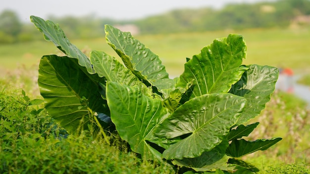 hoja verde en la granja