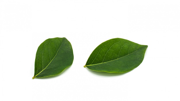 Hoja verde de la grosella espinosa de la estrella aislada en el fondo blanco