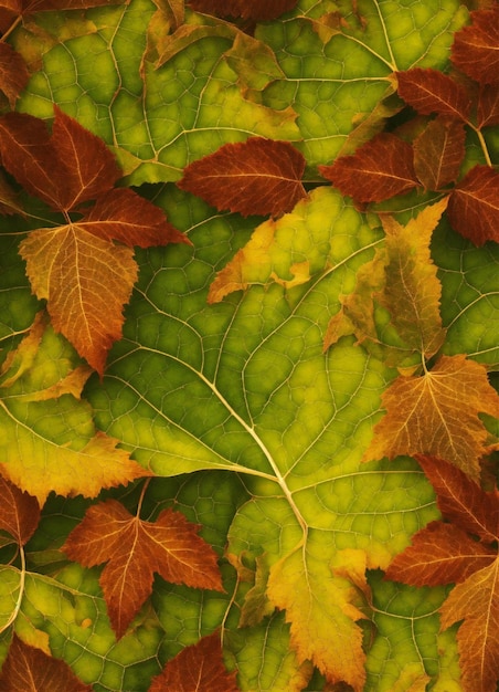 una hoja verde con una hoja roja que dice " otoño "