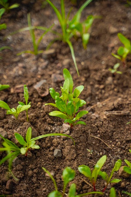 Foto hoja verde de hortalizas en el campo de la agricultura.