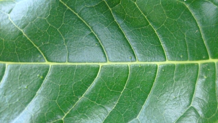 una hoja verde con un insecto en ella