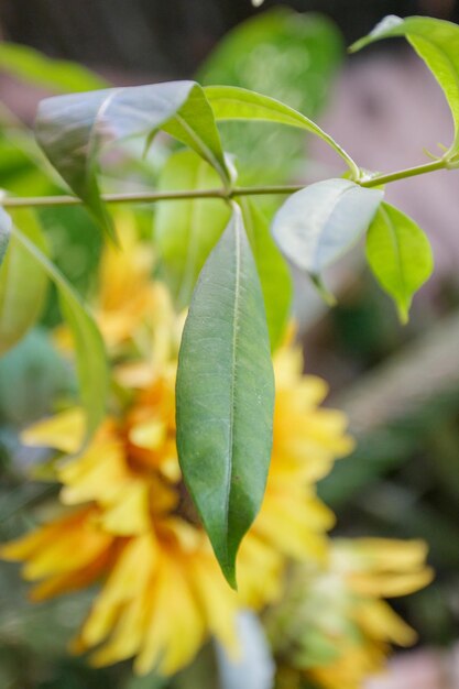 Hoja verde en un jardín en Río de Janeiro