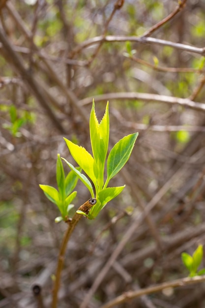 Foto hoja verde joven de forsythia en primavera closeup forsythia intermedia