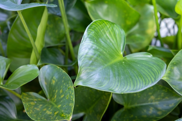 hoja verde bajo la luz solar en el jardín