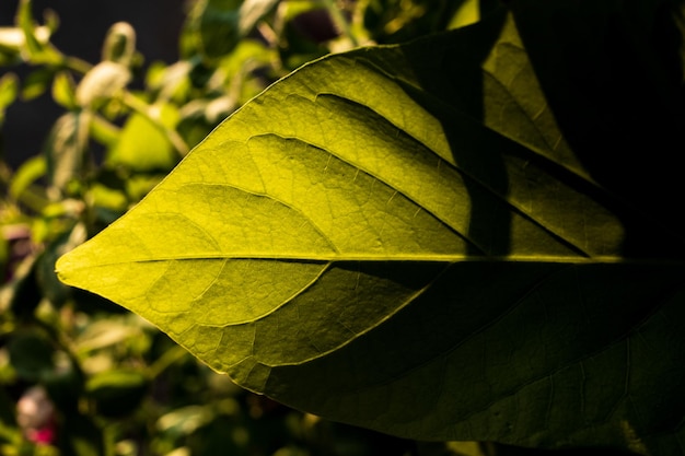 Hoja verde con luz solar y una sombra dura.