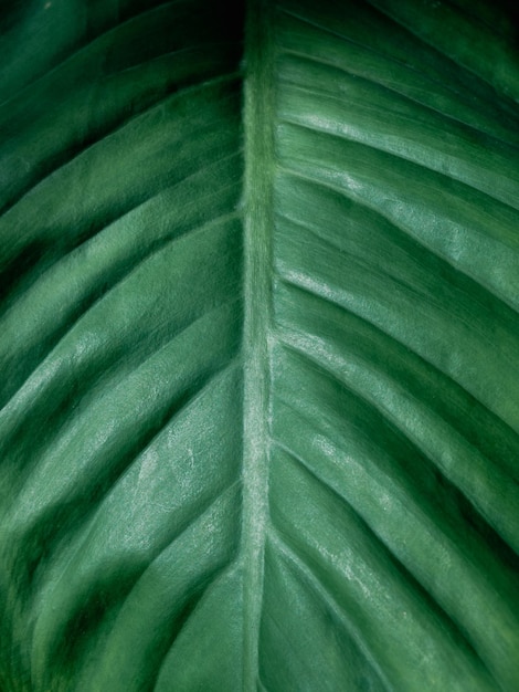 hoja verde macro primer plano textura