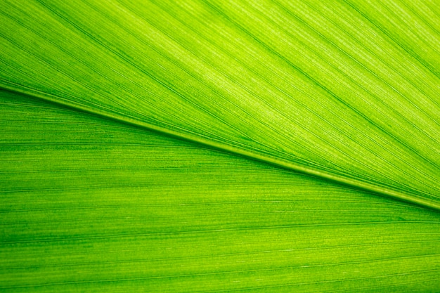 Hoja verde, macro, zoom