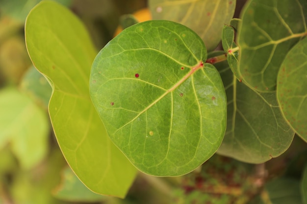 Foto una hoja verde con una mancha roja