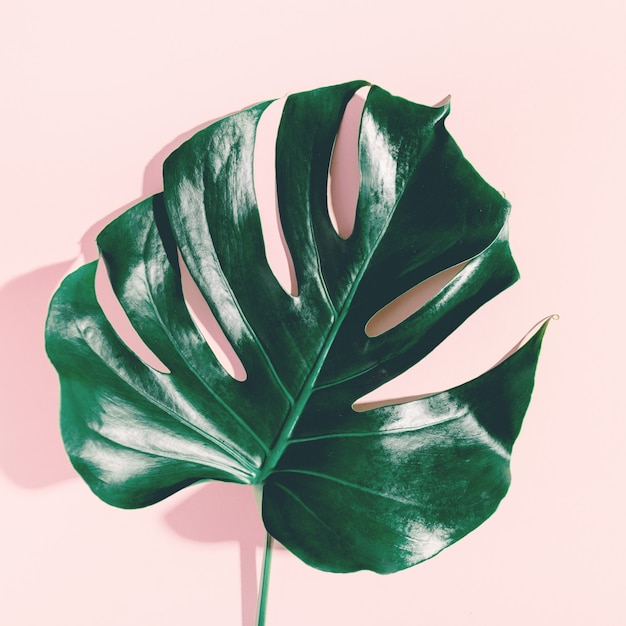 Hoja verde monstera en rosa