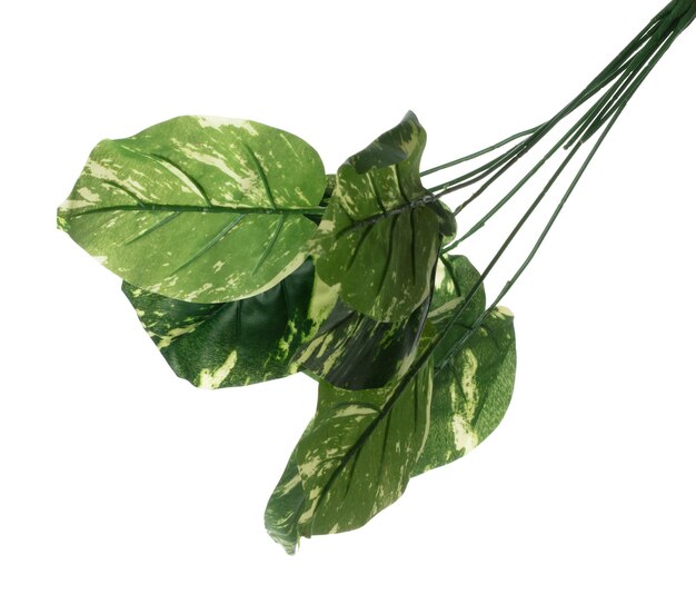 Foto hoja verde muchas hojas tropicales artificiales de betel manchado con rama hojas verdes oscuras de falsa betel mancha tropical hoja de planta de follaje tropical que crece en la naturaleza fondo blanco aislado
