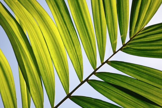 Hoja verde natural de fondo de palmera de cerca