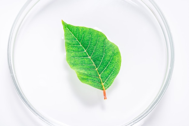 Hoja verde natural fresca en plato de laboratorio, bandeja