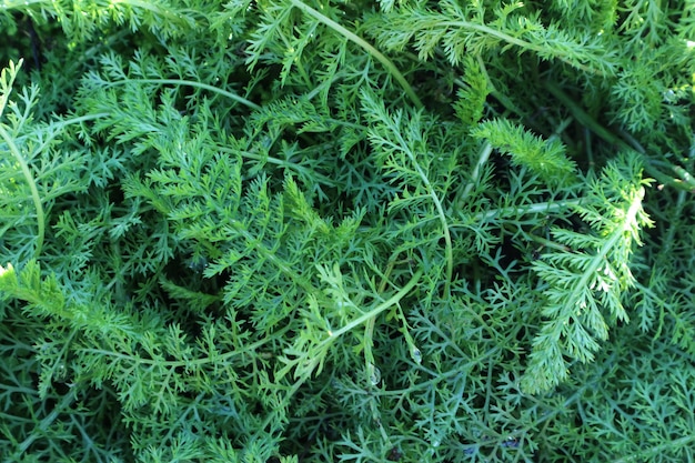 hoja verde natural de zanahorias del jardín.