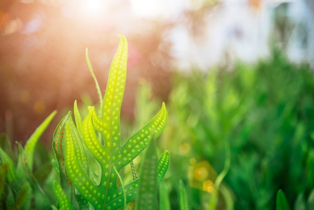 Hoja verde en la naturaleza con la luz del sol al atardecer con espacio libre.