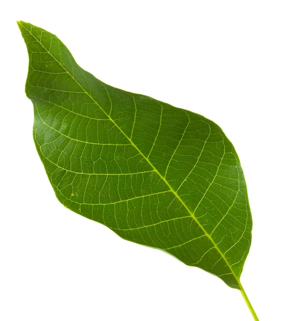 Hoja verde de nogal aislado sobre fondo blanco.