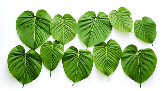 Hoja verde orgánica fresca sobre un fondo blanco