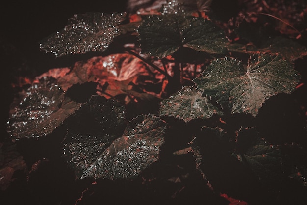 una hoja verde oscura con gotas de agua en ella