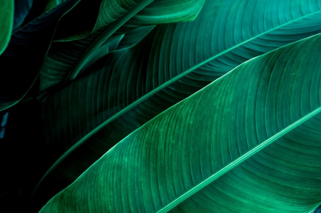 Foto hoja verde oscuro en el fondo de la naturaleza de la selva tropical