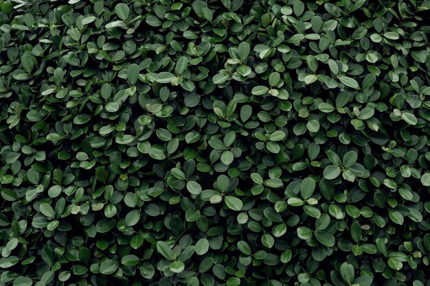 Foto hoja verde oscuro en el fondo de la naturaleza de la selva tropical