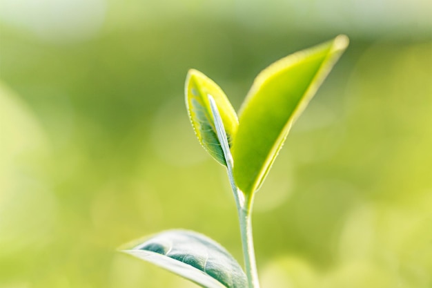 Una hoja verde con la palabra amor en ella.