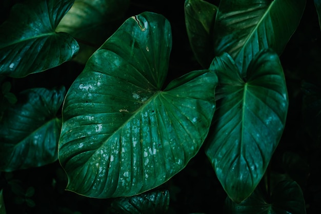 Una hoja verde con la palabra amor en ella.