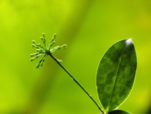 Una hoja verde con la palabra amor en ella.