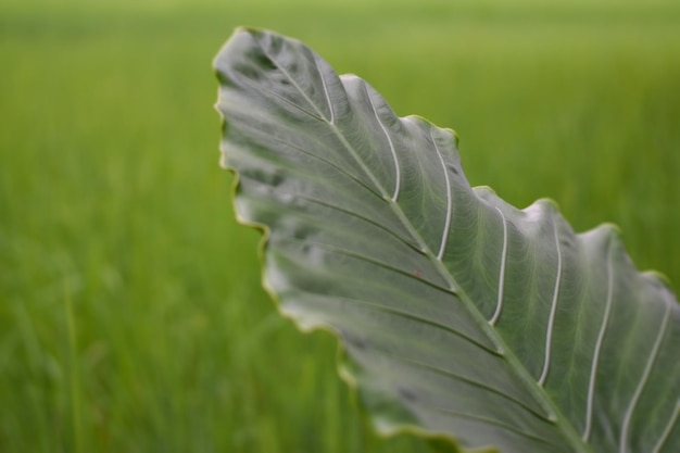 Una hoja verde con la palabra arroz