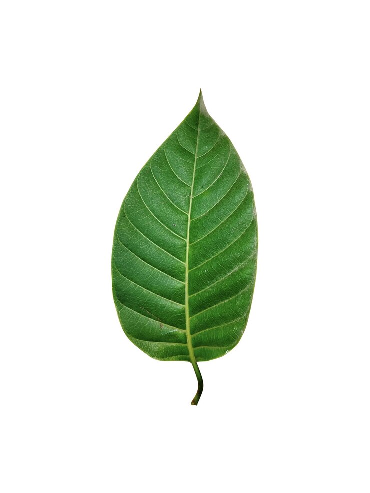 Una hoja verde con la palabra natural