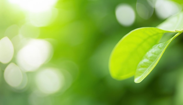 Una hoja verde con la palabra verde en ella