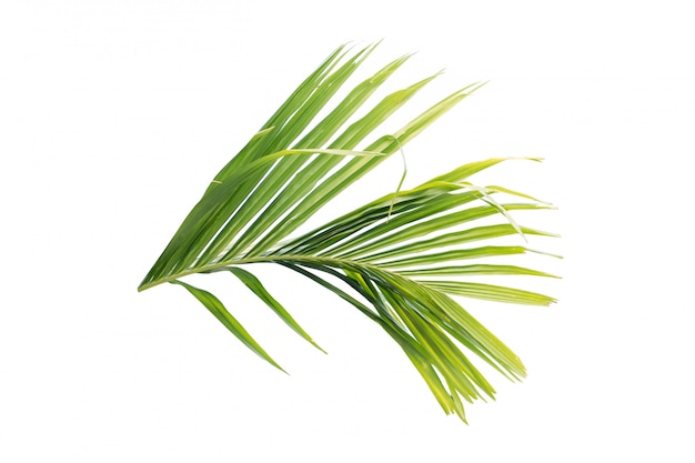 Hoja verde de la palmera aislada en el fondo blanco
